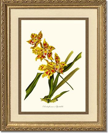 Odontoglossum spectabile | Orchid Wall Art Print