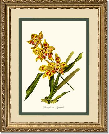 Odontoglossum spectabile | Orchid Wall Art Print
