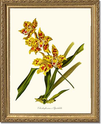 Odontoglossum spectabile | Orchid Wall Art Print