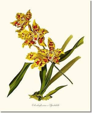 Orchid Print: Odontoglossum spectabile