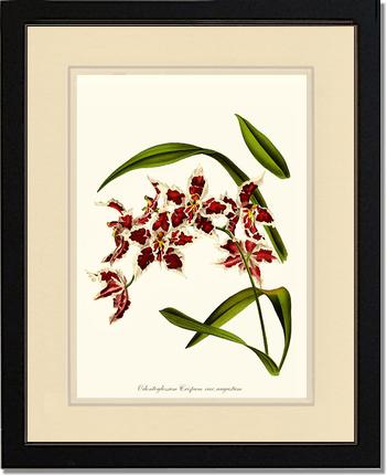 Odontoglossum crispum | Orchid Wall Art Print