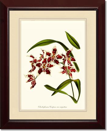 Odontoglossum crispum | Orchid Wall Art Print