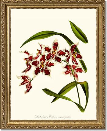 Odontoglossum crispum | Orchid Wall Art Print