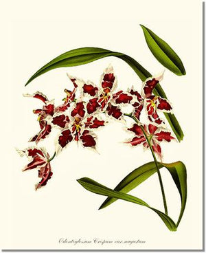 Orchid Print: Odontoglossum crispum