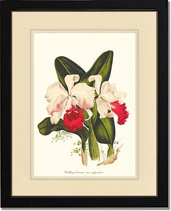 Cattleya trianae | Orchid Wall Art Print