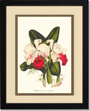 Cattleya trianae | Orchid Wall Art Print