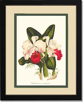 Cattleya trianae | Orchid Wall Art Print