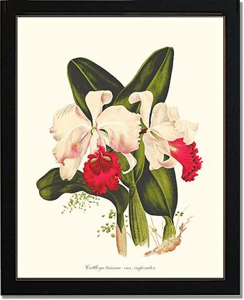 Cattleya trianae | Orchid Wall Art Print