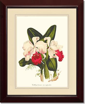 Cattleya trianae | Orchid Wall Art Print