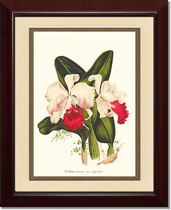 Cattleya trianae | Orchid Wall Art Print
