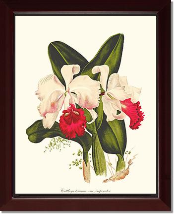 Cattleya trianae | Orchid Wall Art Print