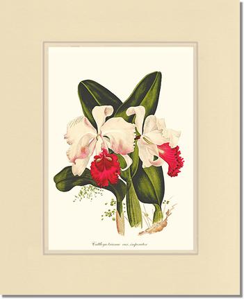 Cattleya trianae | Orchid Wall Art Print