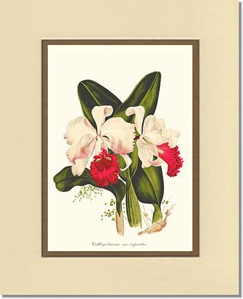 Cattleya trianae | Orchid Wall Art Print