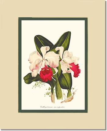 Cattleya trianae | Orchid Wall Art Print
