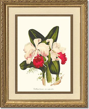 Cattleya trianae | Orchid Wall Art Print