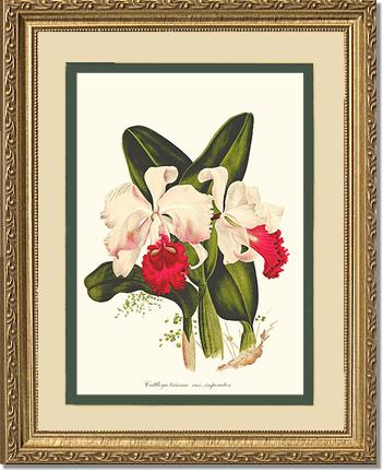 Cattleya trianae | Orchid Wall Art Print