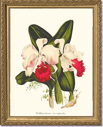 Cattleya trianae | Orchid Wall Art Print