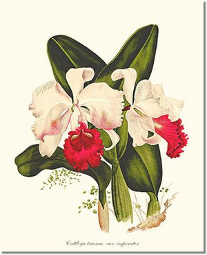 Orchid Print: Cattleya trianae