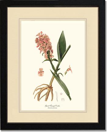 Great Fringed Orchis | Orchid Wall Art Print