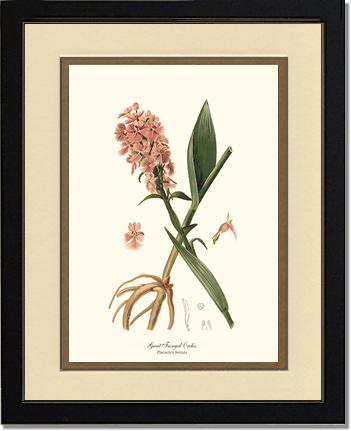 Great Fringed Orchis | Orchid Wall Art Print
