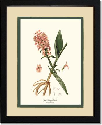 Great Fringed Orchis | Orchid Wall Art Print