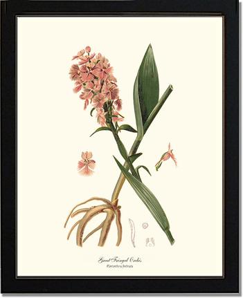 Great Fringed Orchis | Orchid Wall Art Print