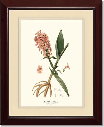 Great Fringed Orchis | Orchid Wall Art Print