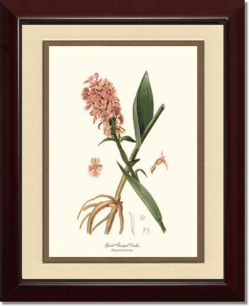 Great Fringed Orchis | Orchid Wall Art Print