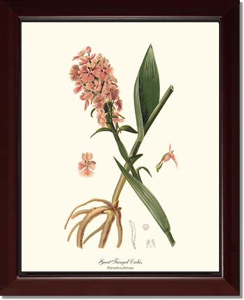 Great Fringed Orchis | Orchid Wall Art Print