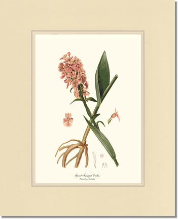 Great Fringed Orchis | Orchid Wall Art Print