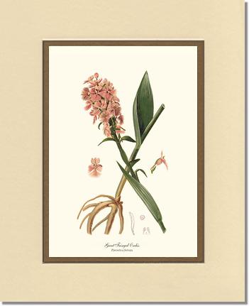 Great Fringed Orchis | Orchid Wall Art Print