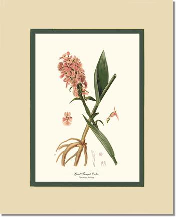 Great Fringed Orchis | Orchid Wall Art Print