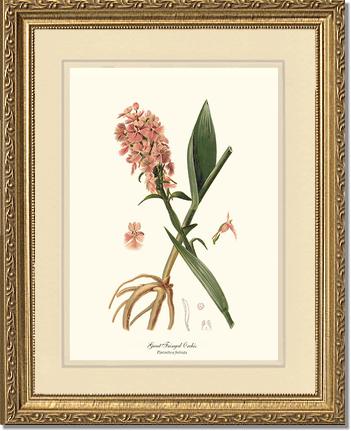 Great Fringed Orchis | Orchid Wall Art Print