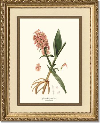 Great Fringed Orchis | Orchid Wall Art Print