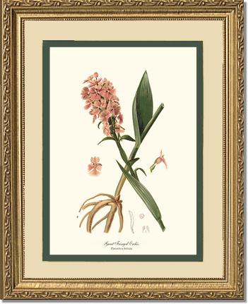 Great Fringed Orchis | Orchid Wall Art Print