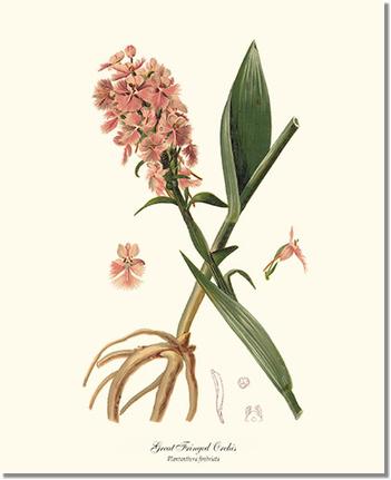 Great Fringed Orchis | Orchid Wall Art Print