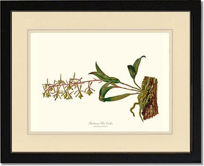 Bartrams Tree Orchis | Orchid Wall Art Print