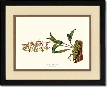 Bartrams Tree Orchis | Orchid Wall Art Print