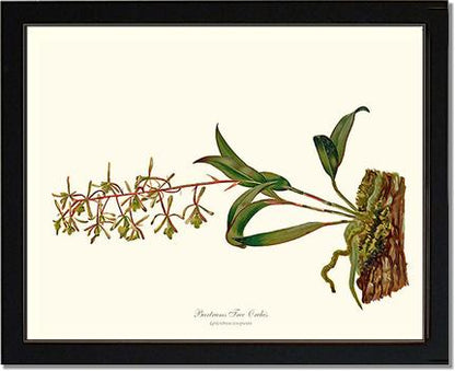 Bartrams Tree Orchis | Orchid Wall Art Print