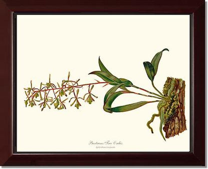 Bartrams Tree Orchis | Orchid Wall Art Print