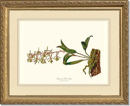 Bartrams Tree Orchis | Orchid Wall Art Print