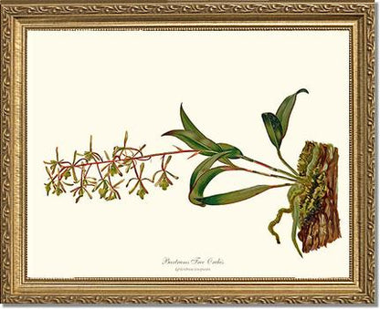 Bartrams Tree Orchis | Orchid Wall Art Print