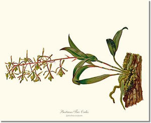 Orchid Print: Bartrams Tree Orchis