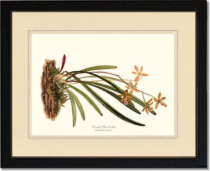 Veined Tree-Orchis | Orchid Wall Art Print