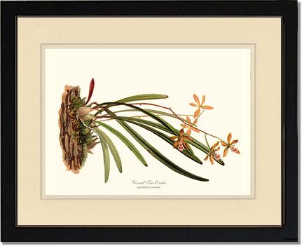 Veined Tree-Orchis | Orchid Wall Art Print