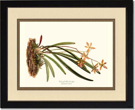 Veined Tree-Orchis | Orchid Wall Art Print