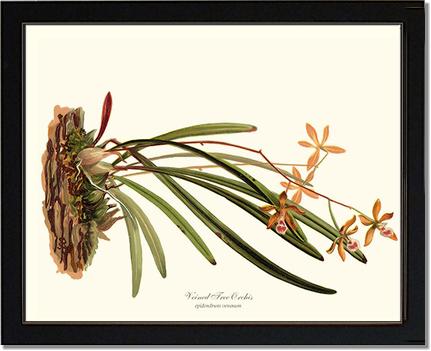 Veined Tree-Orchis | Orchid Wall Art Print