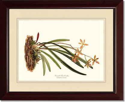Veined Tree-Orchis | Orchid Wall Art Print