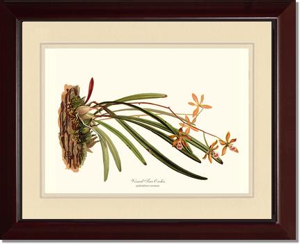 Veined Tree-Orchis | Orchid Wall Art Print