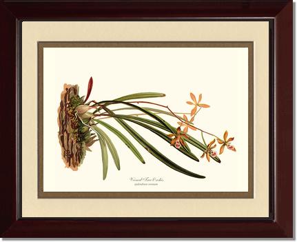 Veined Tree-Orchis | Orchid Wall Art Print